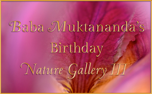 Baba Muktananda Birthday-Nature Gallery3,2015