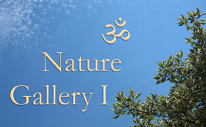 AUM Nature Gallery I