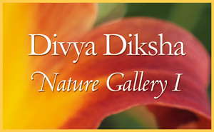 Divya Diksha Nature Gallery
