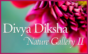 Baba Muktananda Divya Diksha-Nature Gallery2, 2015