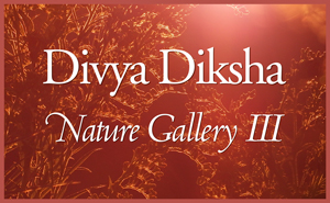 Divya Diksha Nature Gallery3, 2015