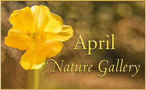 2016 April Nature Gallery