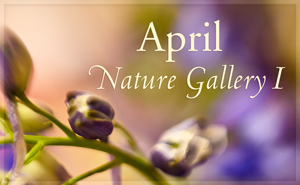 April Nature Gallery I