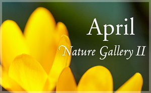 April Nature Gallery II