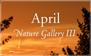 April Nature Gallery III