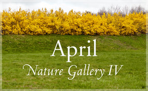 April Nature Gallery IV
