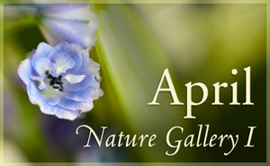 April Nature Gallery I