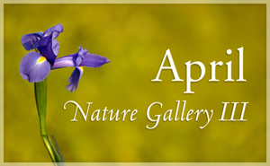 April Nature Gallery III