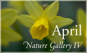 April Nature Gallery IV