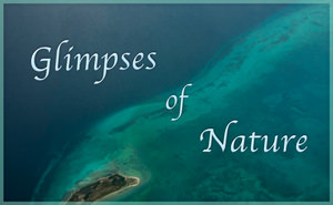Glimpses of Nature