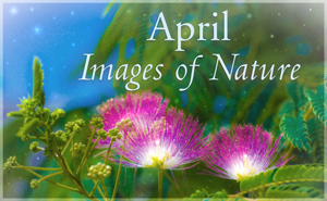 April Nature Gallery