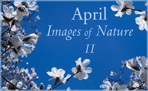 April Nature Gallery II