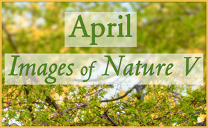 April Nature Gallery V