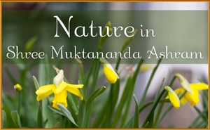Nature in Shree Muktananda Ashram