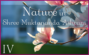Nature in Shree Muktananda Ashram IV