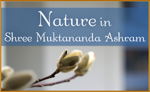 Nature in Shree Muktananda Ashram