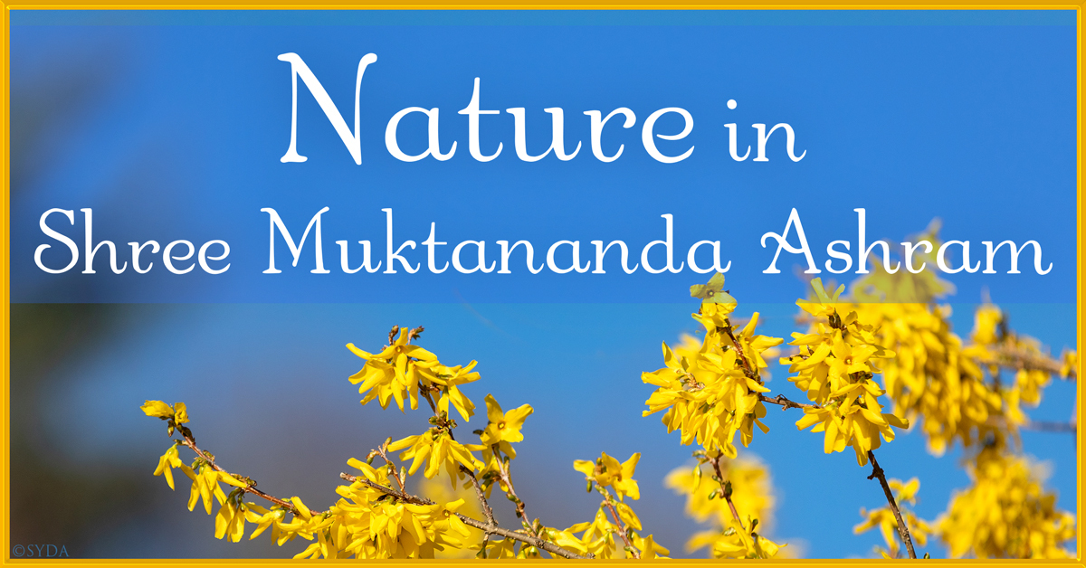 April 2024: Nature II in Shree Muktananda Ashram