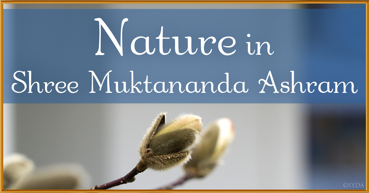 April 2024: Nature in Shree Muktananda Ashram