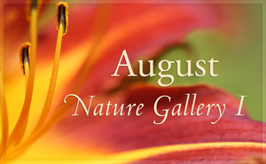 August Nature Gallery I