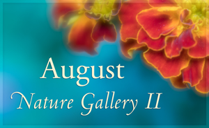 August Nature Gallery II