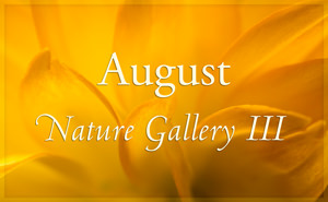 August Nature Gallery III