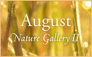 August Nature Gallery II