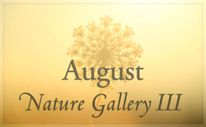 August Nature Gallery III