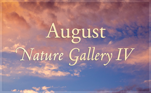 August Nature Gallery IV
