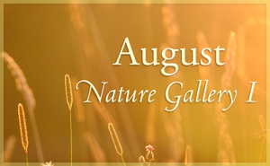 august Nature Gallery I