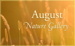 August Nature Gallery I