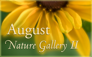 august Nature Gallery II