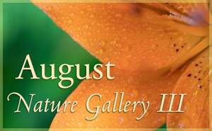 august Nature Gallery III