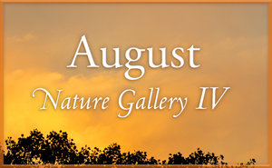 August Nature Gallery
