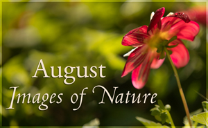 August Nature Gallery