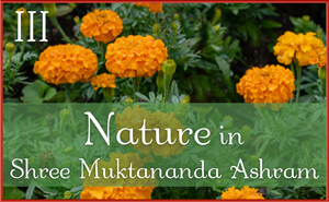 Nature in Shree Muktananda Ashram III