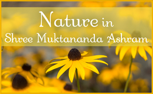 Nature in Shree Muktananda Ashram