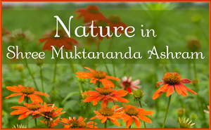 Nature in Shree Muktananda Ashram