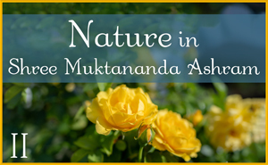 Nature in Shree Muktananda Ashram II