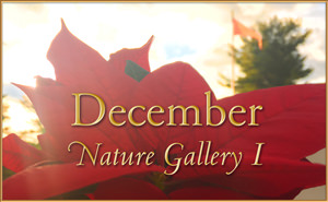 December Nature Gallery 2015