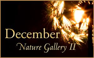 December Nature Gallery2, 2015