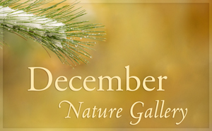 December Nature Gallery