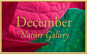 December Nature Gallery IV