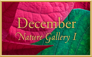 December Nature Gallery I