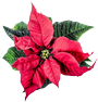 holiday flower motif