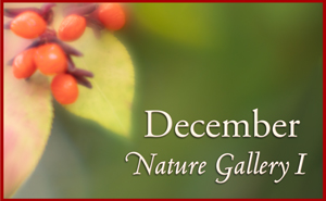 December Nature Gallery I
