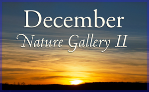 December Nature Gallery II