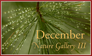 December Nature Gallery III