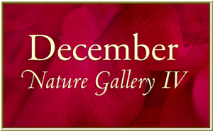 December Nature Gallery 