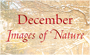 December Nature GalleryV