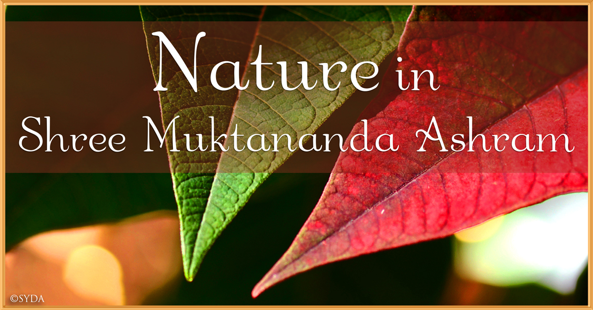 December 2022: Nature in Shree Muktananda Ashram